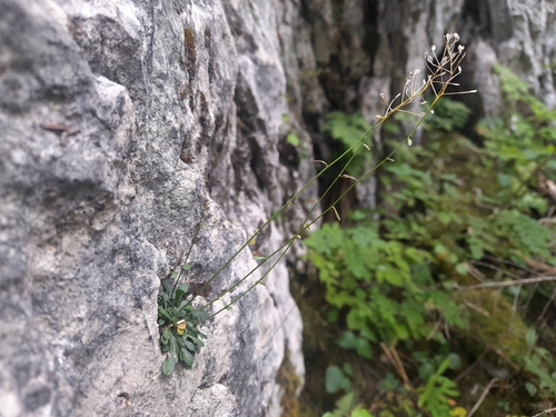 Kernera saxatilis