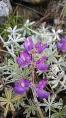 Lupinus albifrons collinus