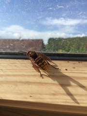Vespa crabro germana