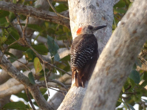 Golden-fronted Woodpecker
