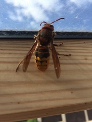 Vespa crabro germana