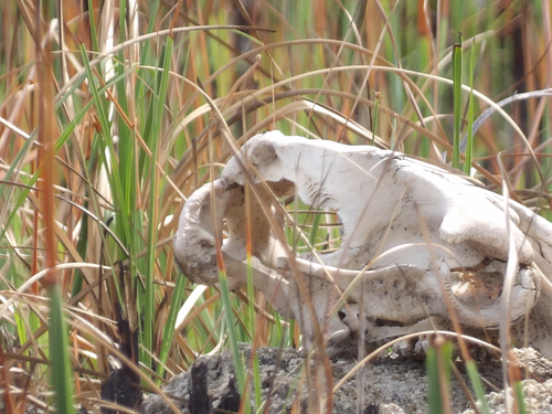 Antillean Manatee