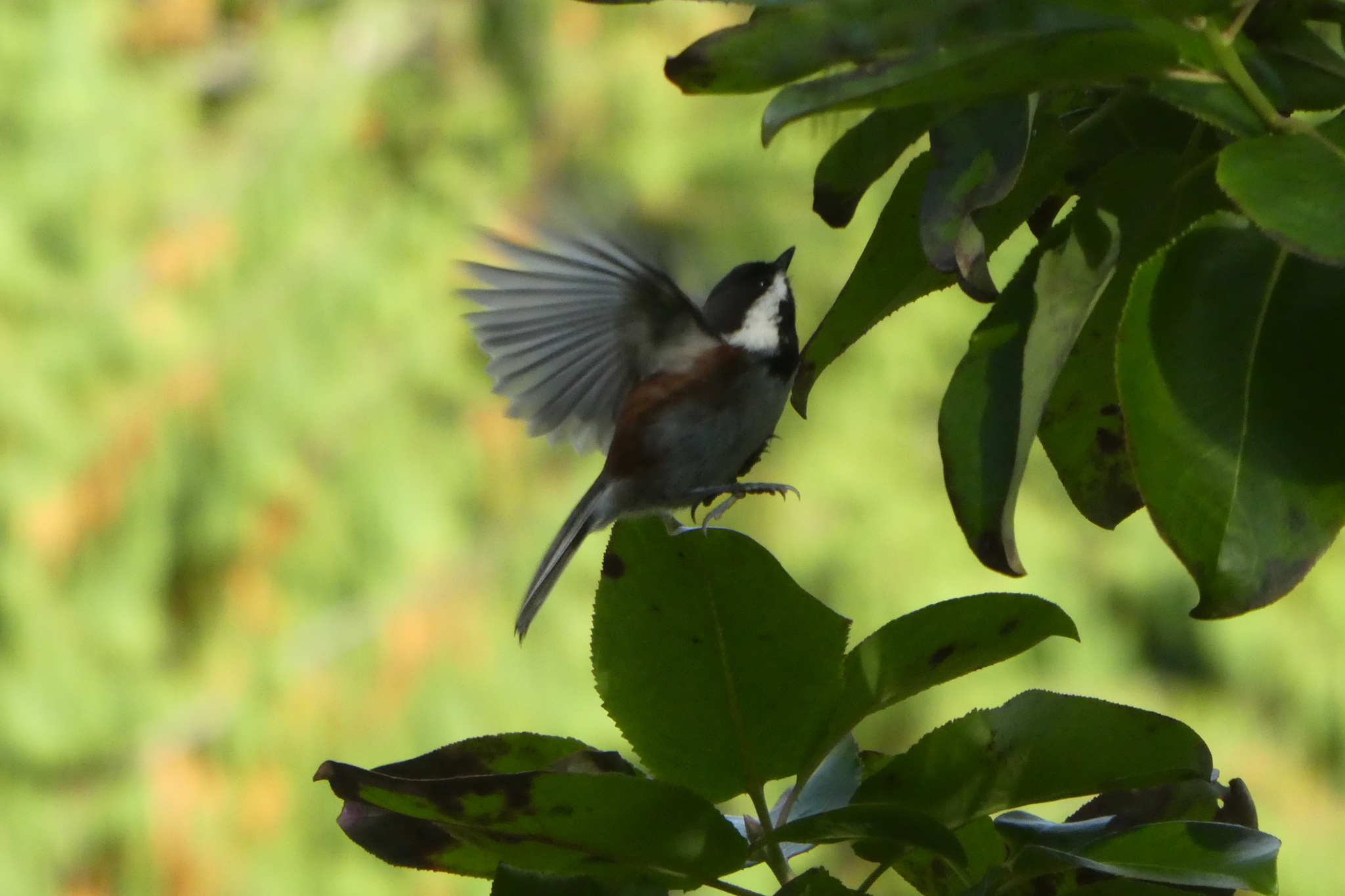 Chestnut-backed Chickadee illustration