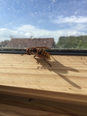 Vespa crabro germana