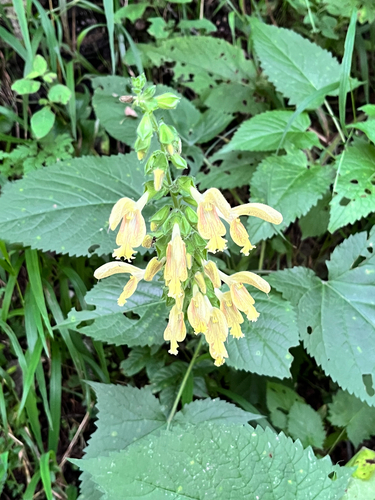 Sticky Sage