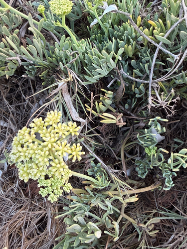 rock samphire