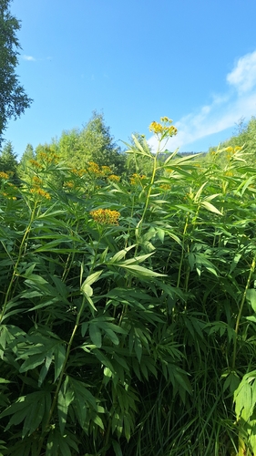 Jacobaea cannabifolia, photograph 2