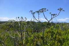 Cynorhiza typica