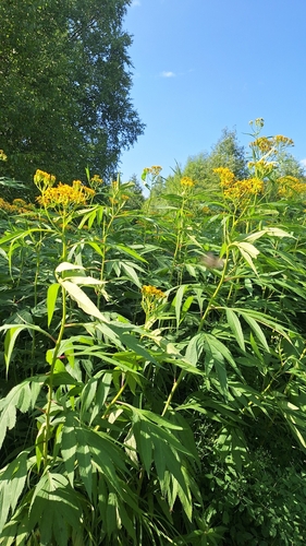 Jacobaea cannabifolia, photograph 3