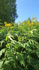 (c) Violetta Dzizyurova, some rights reserved (CC BY) Jacobaea cannabifolia, photograph (c) Violetta Dzizyurova, some rights reserved (CC BY)