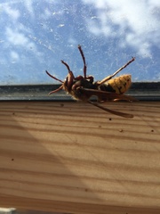 Vespa crabro germana