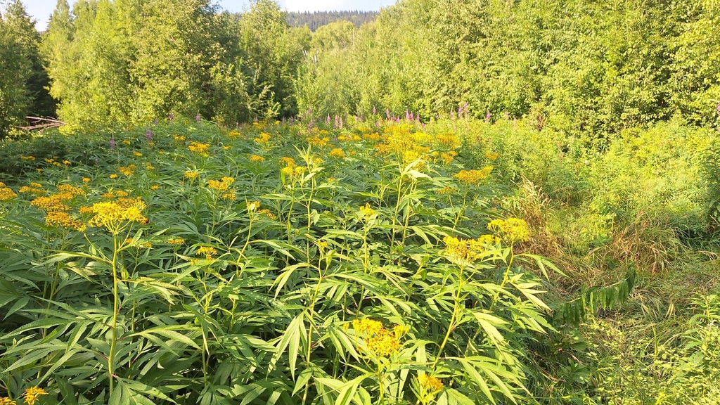 Jacobaea cannabifolia; photograph (c) Violetta Dzizyurova, some rights reserved (CC BY)
