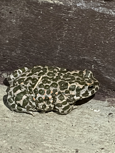 Green Toad