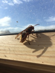 Vespa crabro germana
