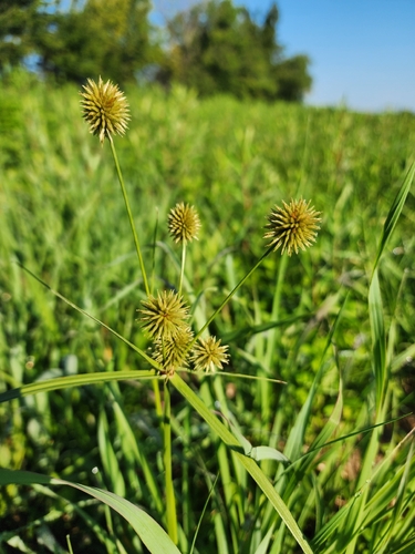 Globe Flatsedge