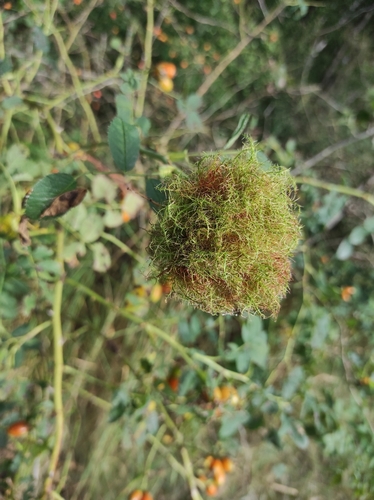 Mossy Rose Gall Wasp