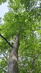 Alnus hirsuta