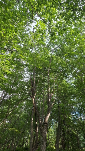 Alnus hirsuta, photograph 2