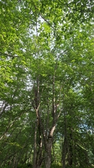 Alnus hirsuta, photograph (c) Violetta Dzizyurova, some rights reserved (CC BY)