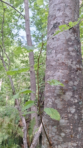 Alnus hirsuta, photograph 3