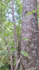 Alnus hirsuta, photograph (c) Violetta Dzizyurova, some rights reserved (CC BY)