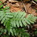 Appalachian Rockcap Fern - Photo (c) copepodo, some rights reserved (CC BY), uploaded by copepodo