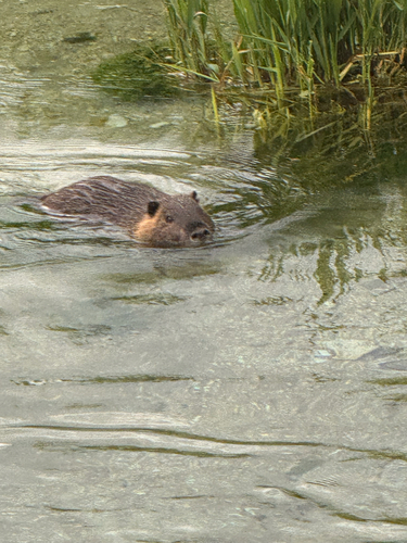Coypu
