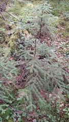 Picea jezoensis, photograph (c) Violetta Dzizyurova, some rights reserved (CC BY)