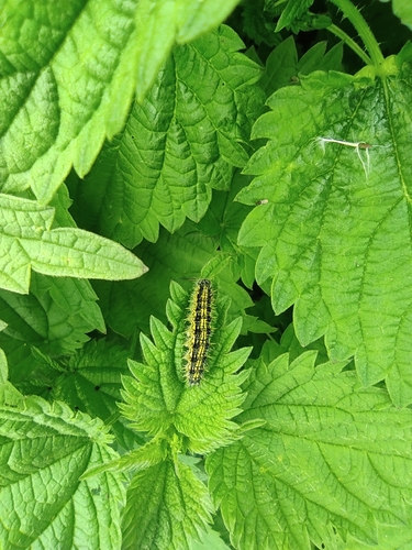 Small Tortoiseshell