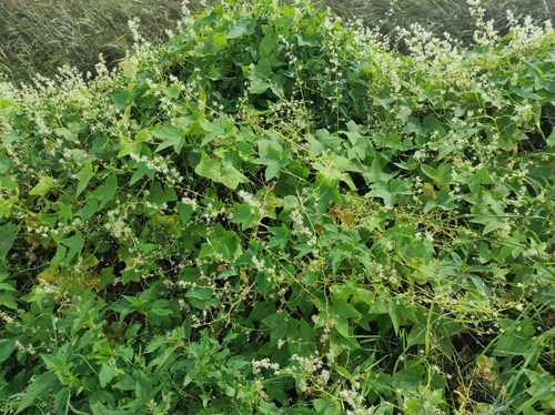 prickly cucumber