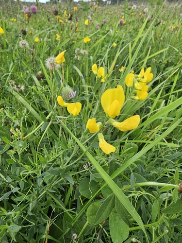 meadow pea