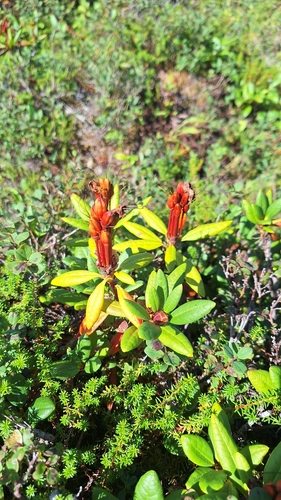 Rhododendron aureum, photograph 6