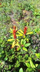 Rhododendron aureum, photograph (c) Violetta Dzizyurova, some rights reserved (CC BY)