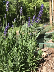 Lavandula × intermedia