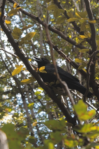 Carrion Crow