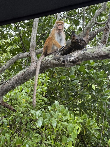 Wetzone Toque Macaque