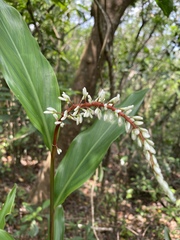 Alpinia oblongifolia