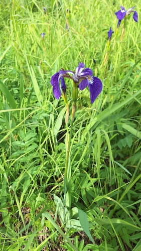 Iris setosa
