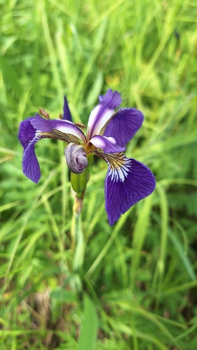 Iris setosa, photograph 2