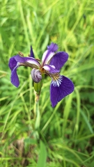 Iris setosa, photograph (c) Violetta Dzizyurova, some rights reserved (CC BY)