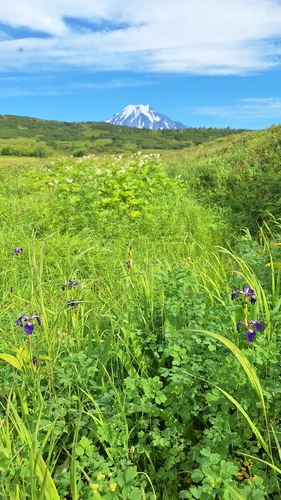 Iris setosa, photograph 3