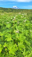 Filipendula camtschatica, photograph (c) Violetta Dzizyurova, some rights reserved (CC BY)