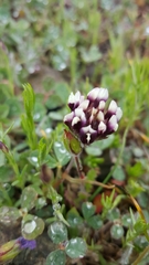 Trifolium dichotomum