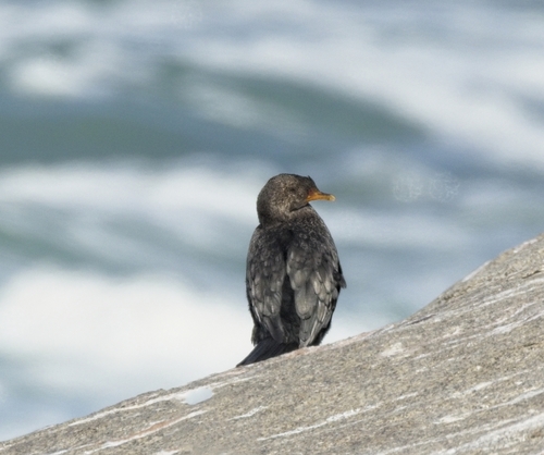iNaturalist image