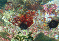 Echinostrephus aciculatus