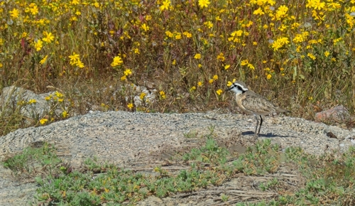 iNaturalist: (c) Daryl de Beer, some rights reserved (CC BY-NC), uploaded by Daryl de Beer iNaturalist image