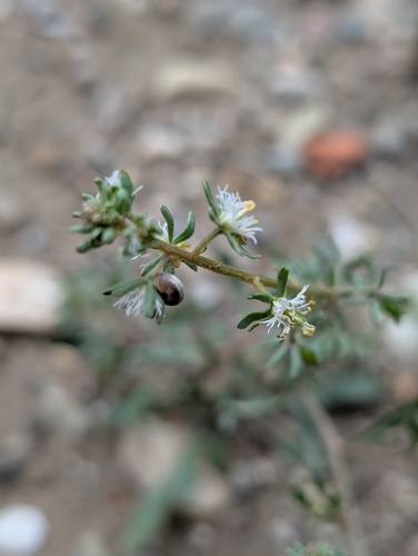 Reseda phyteuma, photograph 4