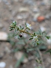(c) Denis Bastianelli, some rights reserved (CC BY) Reseda phyteuma, photograph (c) Denis Bastianelli, some rights reserved (CC BY)