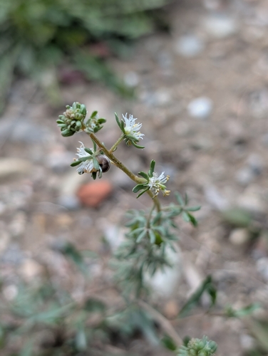 Reseda phyteuma, photograph 3