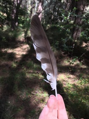 Accipiter nisus
